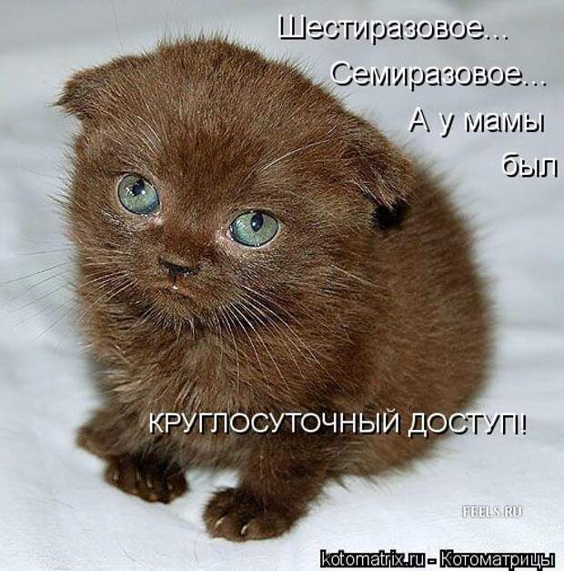 Котоматрица: Шестиразовое... Семиразовое... КРУГЛОСУТОЧНЫЙ ДОСТУП! А у мамы был