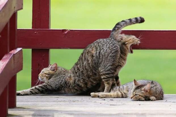 Котики всех стран, объединяйтесь! братья наши меньшие, город, дворовые кошки, кот, улица, уличные кошки, эстетика