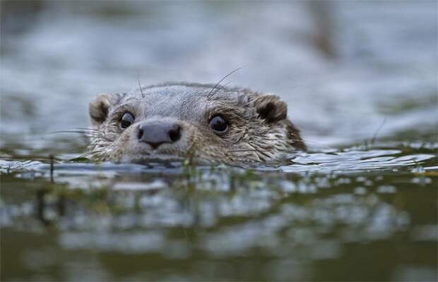 cute_otters-9-934x