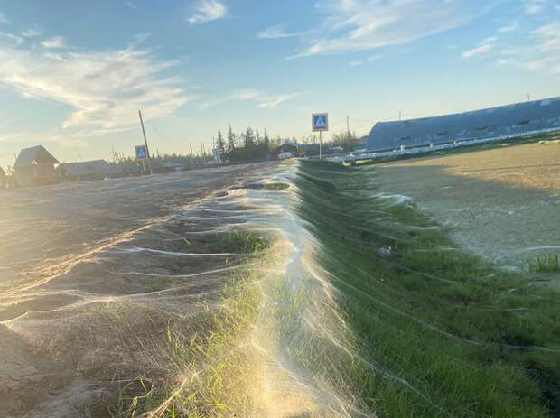Тайна километровой паутины: учёные обнаружили удивительное явление в Якутии