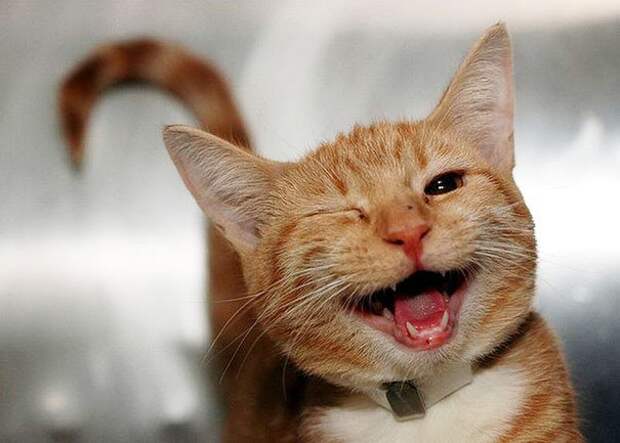 100 улыбающихся животных заряжают нас своим позитивом