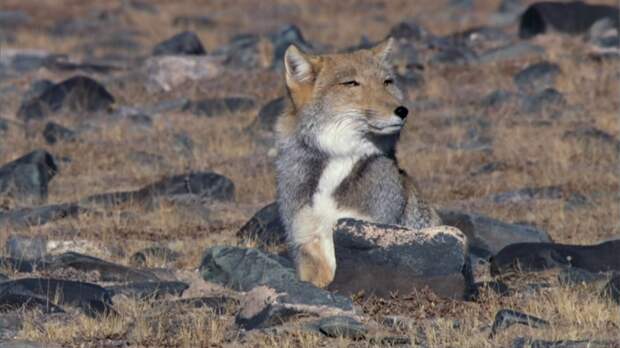 Тибетская лисица: удивительный зверь с обликом волка и взглядом человека