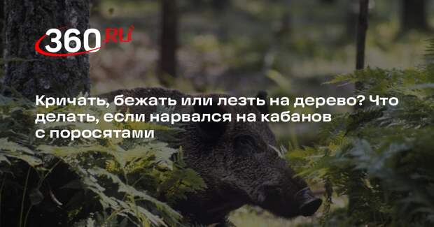 Биолог Сафонов рассказал о правилах при встрече с самкой кабана с поросятами