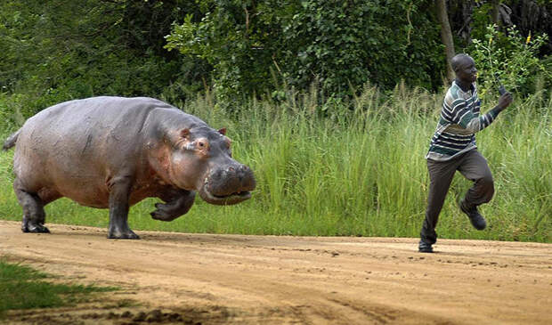 Гиппопотам