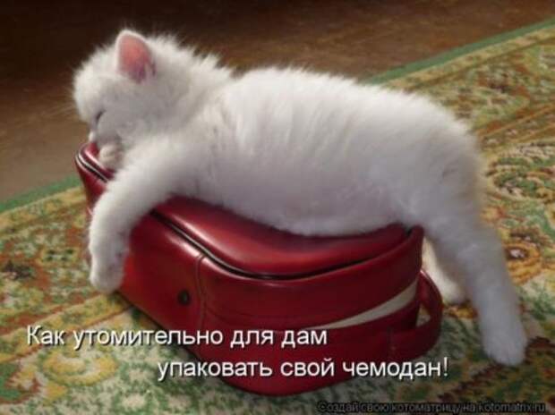 Наши милые кошки.