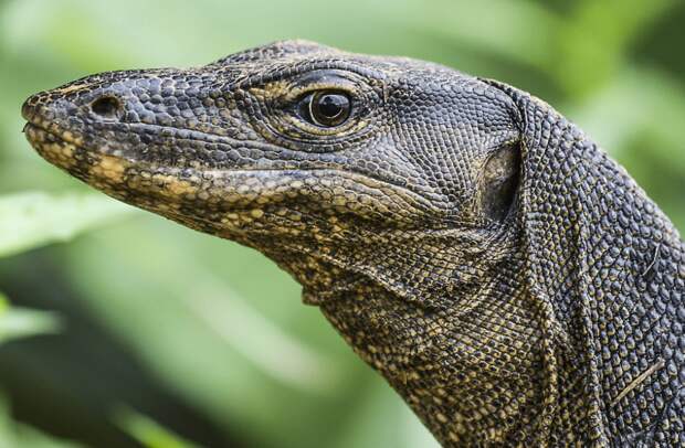 Ученые назвали первое гигантское животное на Земле