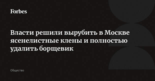 Власти решили вырубить в Москве ясенелистные клены и полностью удалить борщевик