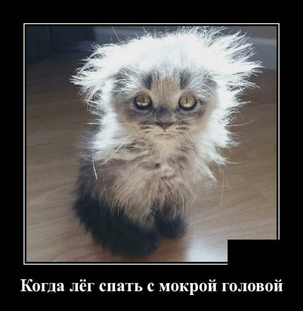 Демотиватор про мокрую голову