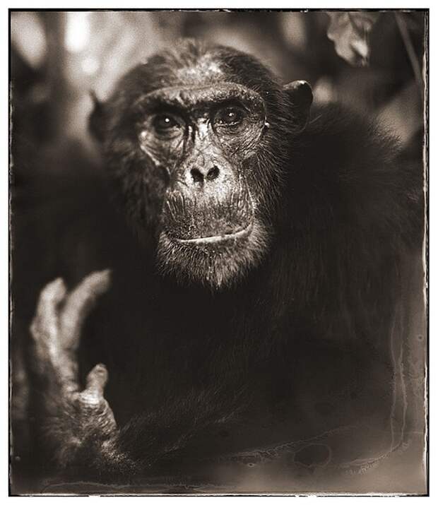 фотографии африки. Nick Brandt