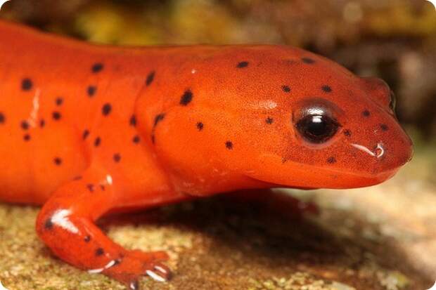 Ложный тритон (лат. Pseudotriton montanus diastictus)