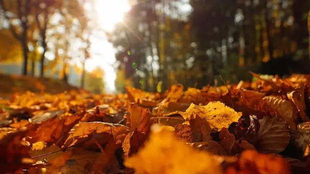 В Гидрометцентре рассказали о «пожилом бабьем лете» в России