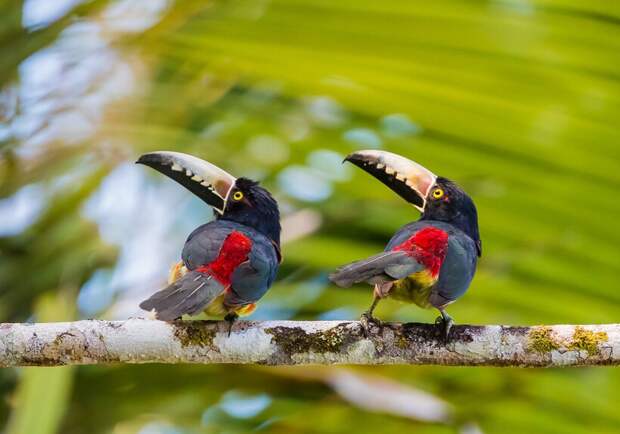 Фото: Arthur Steinberger / flickr.com Фото: Arthur Steinberger / flickr.com