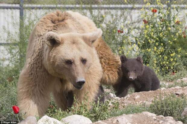 http://goodnewsanimal.ru/_nw/70/s90776634.jpg