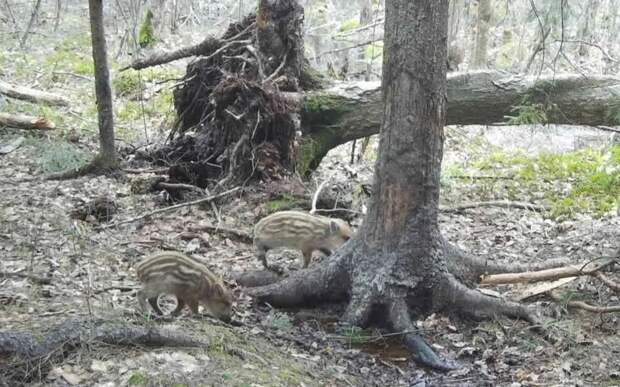 В Рязанской области запечатлели милых кабанят