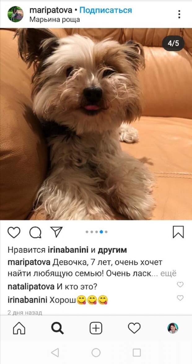Собака терьер из Марьиной рощи