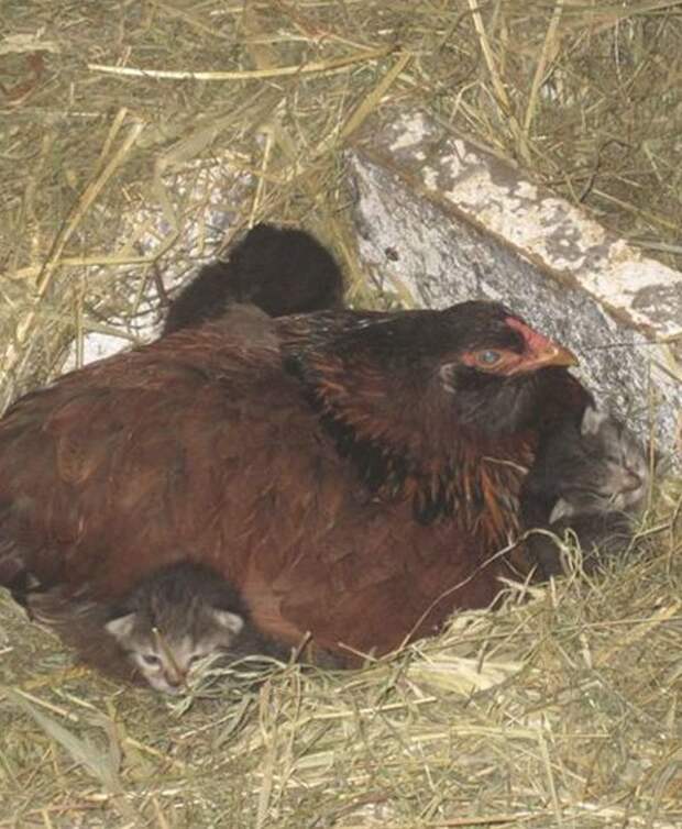 Эта дружелюбная курица вдруг стала прятаться… Заглянув в гнездо, фермер был сражен наповал! кот, курица, материнский инстинкт, спасение