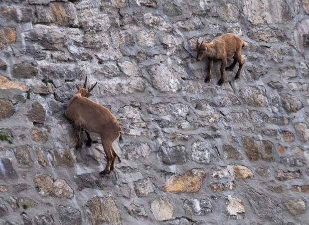 Альпийские козы в Италии ходят по отвесной плотине. Как?! в мире, высота, гравитация, животные, коза, экстрим