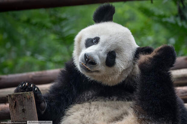 Прогулка по крупнейшему питомнику панд в мире