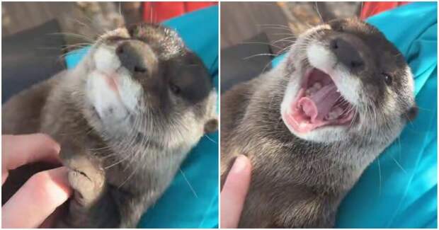 Сотрудница зоопарка будит выдру