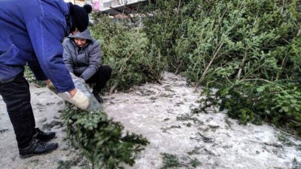 Елочный базар в Барнауле / Фото: Екатерина Смолихина / amic.ru