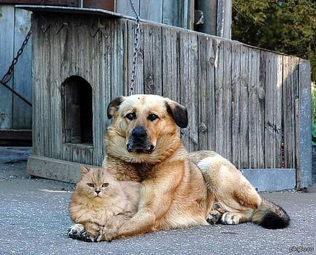 Они жили как кошка с собакой...Он её охранял, она его любила)) | Пикабу
