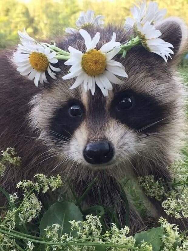 Что за милота! Что за милота!