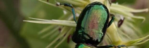 Каких насекомых стоит опасаться жителям Мангистау в летний сезон