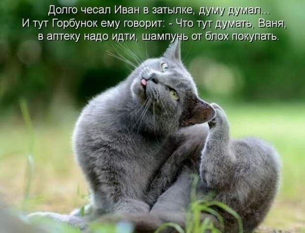 Прикольные и смешные зверюшки # 34