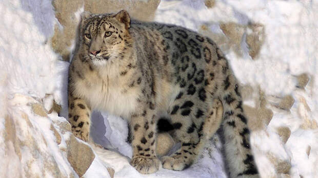 10 редких животных, которых еще можно встретить в России (ФОТО)