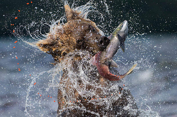 Лучшие фотографии Wildlife Photographer 2013 Лучшие фотографии Wildlife Photographer 2013