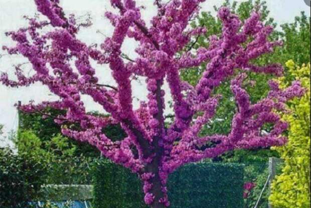 Удивительное по красоте дерево — Багрянник канадский