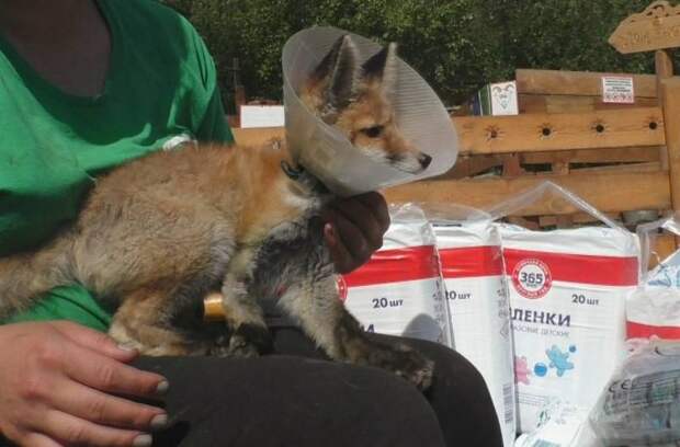 Лисенка со сломанной лапой выхаживают в зоопарке Иркутска