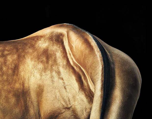 Грация прекрасных лошадей в фотопроекте Equus