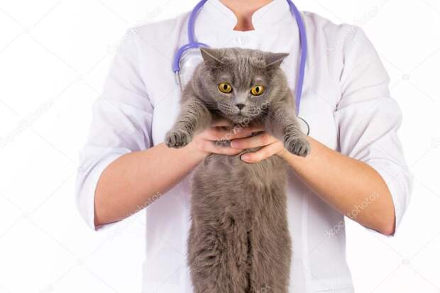 Картинки по запросу фото кот у ветеринара