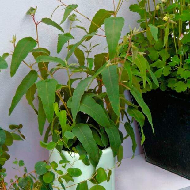 Комнатное растение Эвкалипт (Eucaliptus)