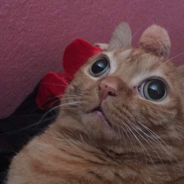 Кошка Картошка стала новой звездой интернета, и все благодаря ее странным глазам