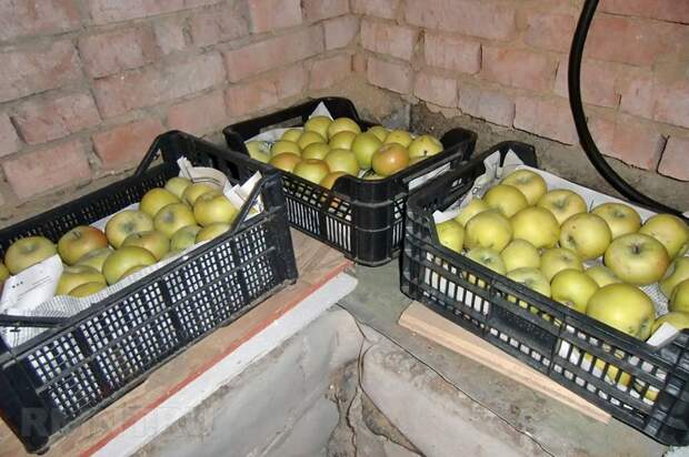 Как правильно собирать и хранить урожай яблок