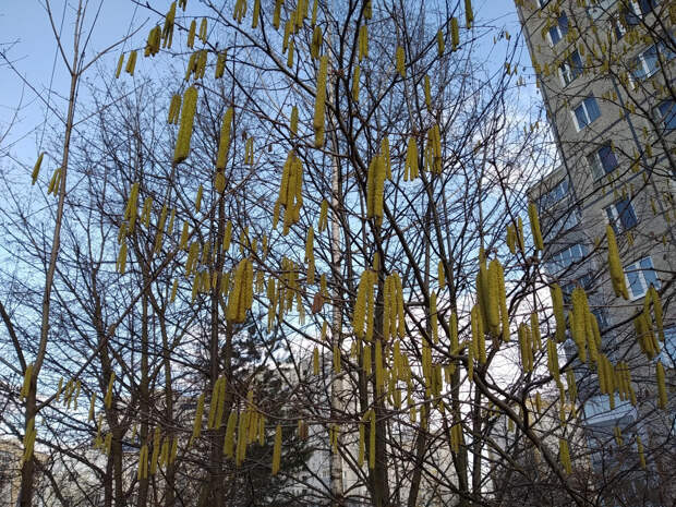 Как выжить аллергику в сезон пыльцы: врачи дали список спасительных правил