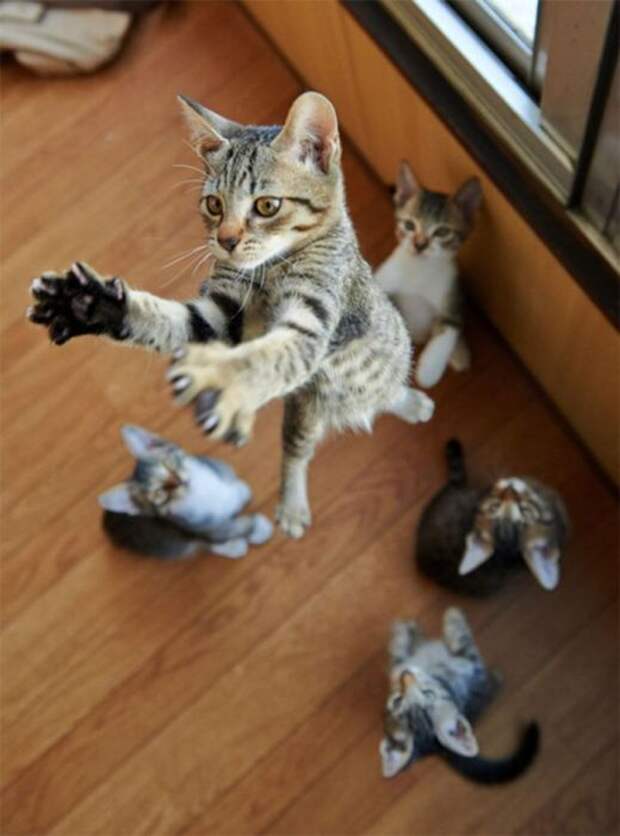 Ми-мишные котики.Фотограф: Akimasa Harada