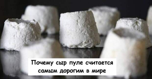 Почему сыр пуле считается самым дорогим в мире