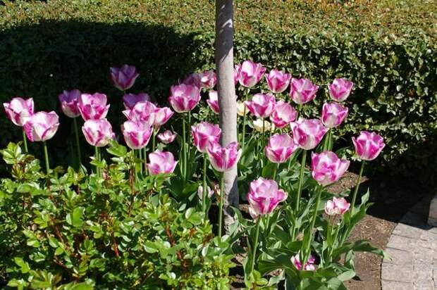 Двухцветные тюльпаны сорта Modern Style у штамбового деревца лавра благородного, фото автора