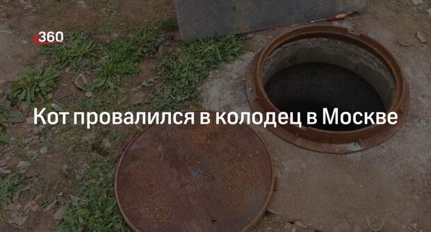 Источник «360»: кот не может выбраться из колодца в Москве