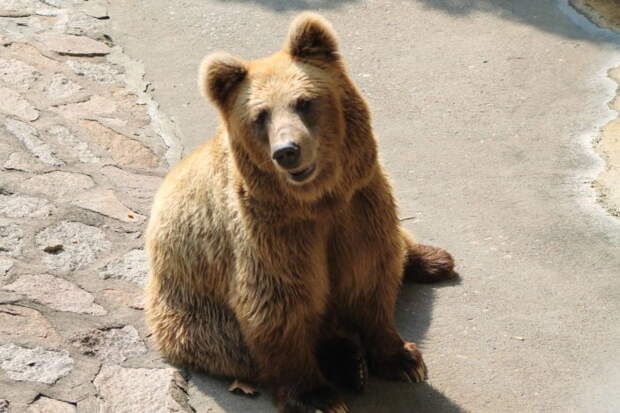 Тянь-шанский бурый медведь (Ursus arctos isabellinus)