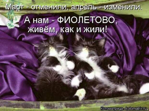 Котоматрицы (картинки с надписями)