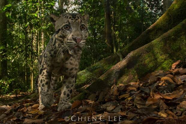 Дикая природа и животные на снимках Чэна Си Ли