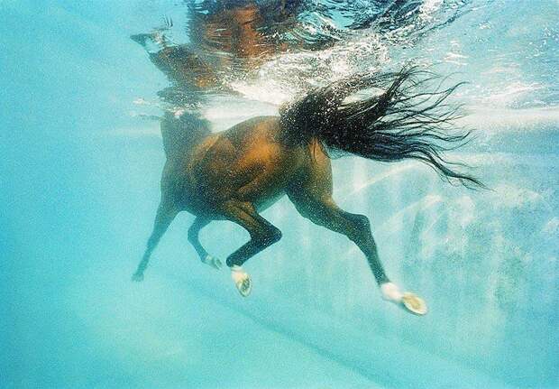 Грация прекрасных лошадей в фотопроекте Equus
