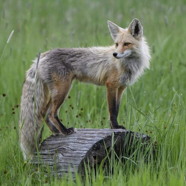 16 уникальных снимков диких животных, где фотограф подобрался очень близко