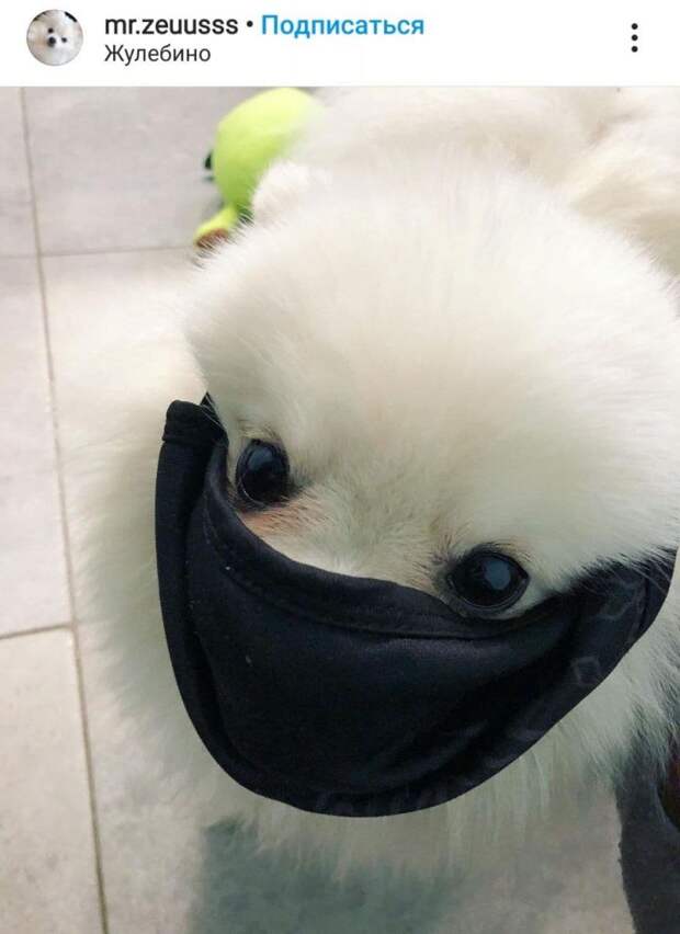 Фото дня: в Выхине-Жулебине маски носят даже собаки