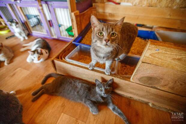 Татарстанда хәйриячелек белән шөгыльләнүчеләр салым ташламасы рәсмиләштерә ала