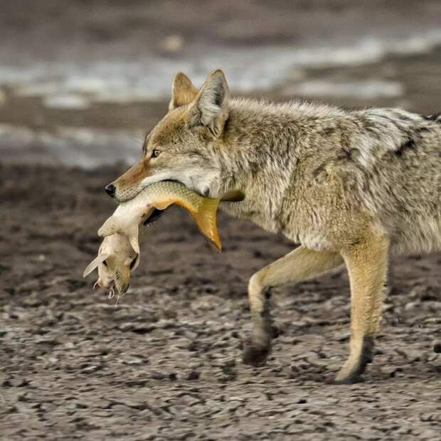 16 уникальных снимков диких животных, где фотограф подобрался очень близко